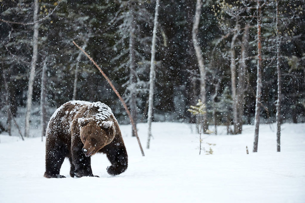 belo urso marrom andando na neve na Finlândia, enquanto desce uma forte queda de neve - Foto, Imagem