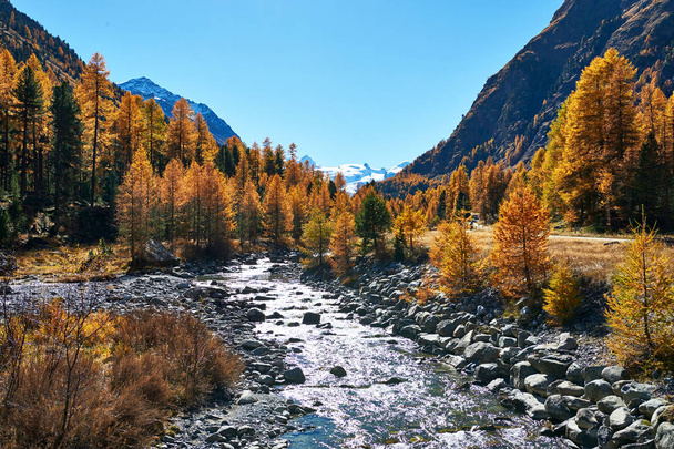 Luonnollinen alppimaisema Sveitsin Alpeilla, puro ja kauniit lehtikuusi
 - Valokuva, kuva