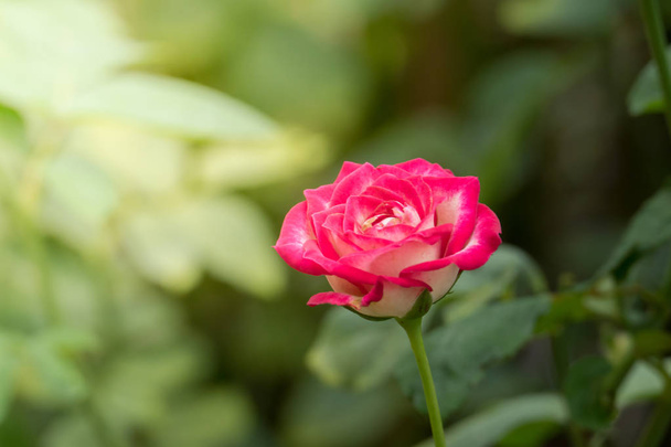 Růže v zahradě, Růže jsou krásné s krásným slunečným dnem. - Fotografie, Obrázek