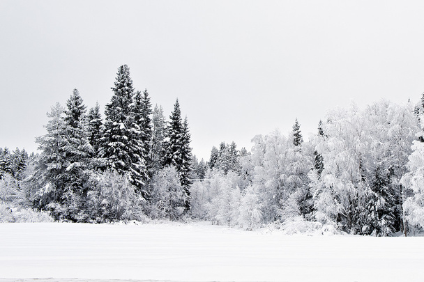 Winter scenery - Foto, imagen