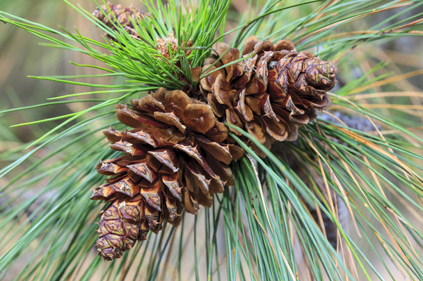 Un primer plano de dos conos de pino en un árbol cerca de Cheney, Washington
. - Foto, imagen