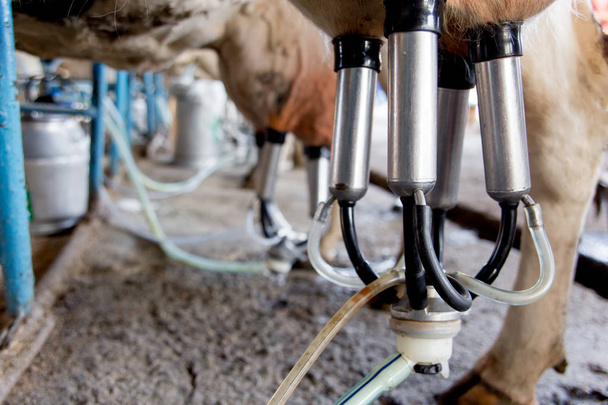 Cow milking facility and mechanized milking equipment. dairy farm - Foto, Imagem