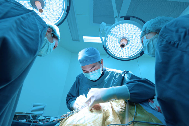 group of veterinarian surgery in operation room take with art lighting and blue filter - 写真・画像