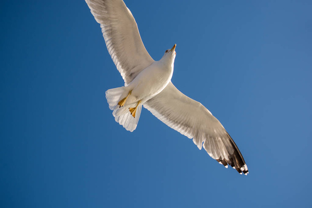Single seagull flying in a blue sky background - Photo, Image