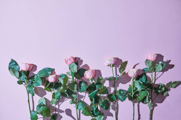 Minimalistinen koostumus vaaleanpunaisia ruusuja varjot violetti tausta. Postikorttina voi käyttää valokuvaa, jossa on kopiotila. Äitienpäivä, häät
 - Valokuva, kuva