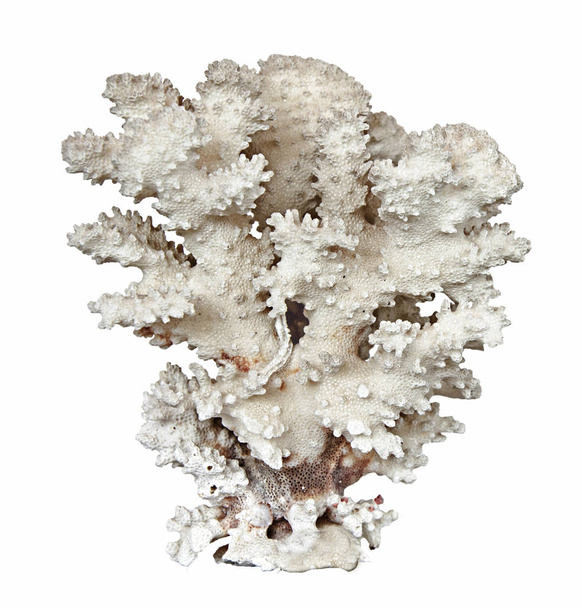 Corail isolé sur fond blanc - Photo, image