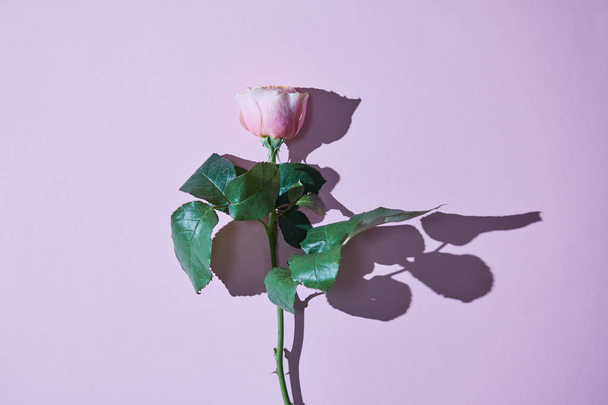 One pink rose with a tight shadow isolated on a purple background. Greeting card. Valentine's Day, Mother's Day. Copy space for your ideas. Top view - Фото, изображение