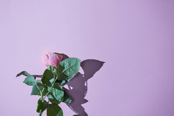 Pink rose with shadow on purple background. Romantic spring time. Copy space - Foto, imagen