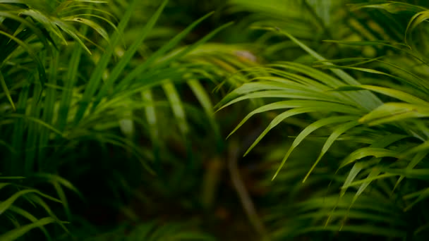 Tropikal yeşil palmiye yaprağı ile güneş ışığı, bokeh ile doğal arka plan bulanıklık. Ufuk gür yapraklar - Video, Çekim