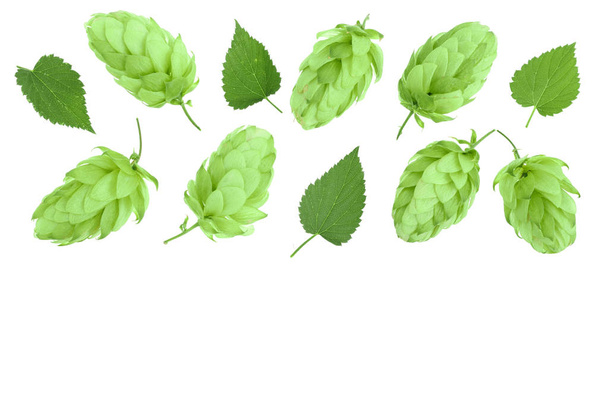 hop cones with leaves isolated on white background with copy space for your text. Top view. Flat lay pattern - Photo, Image