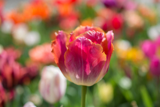 Erinomainen värikäs tulppaani kukka kukkivat keväällä puutarhassa - Valokuva, kuva
