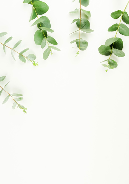 frame made of eucalyptus branches on white background. Flat lay, top view. copy space - Foto, Imagem