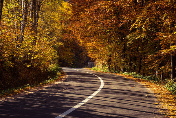 Empty road leading through fall foliage forest in the autumn - Zdjęcie, obraz