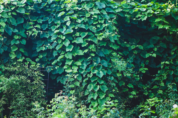 Texture of bindweed. A wall of greenery. Background. - Photo, Image