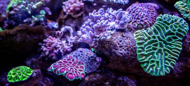 Підводний кораловий риф пейзажний фон у глибокому бузковому океані
 - Фото, зображення