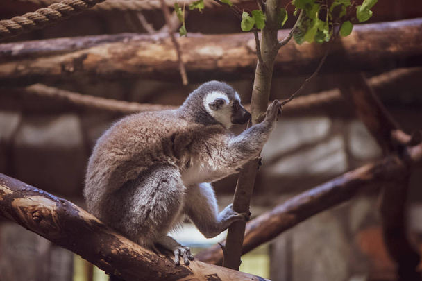 Lemur on wood, inspirational, toned photo - Foto, afbeelding