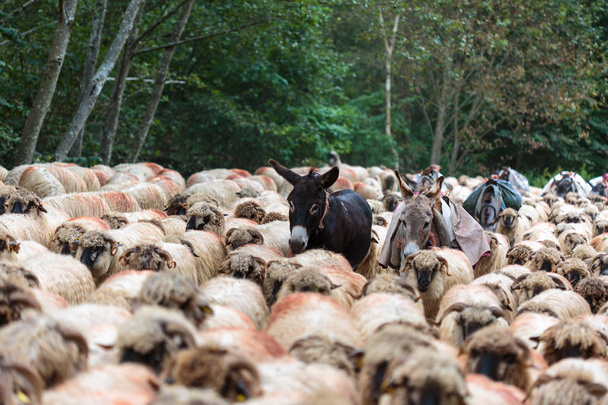 Mules and a flock of sheep on the road - Foto, immagini