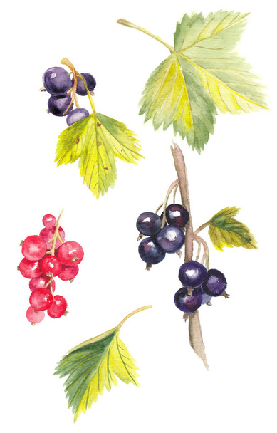 Watercolor black and red currants illustrations on white background - Fotografie, Obrázek