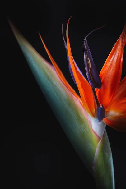 The flower of Strelitzia reginae or crane flower or bird of paradise isolated on black background - Φωτογραφία, εικόνα