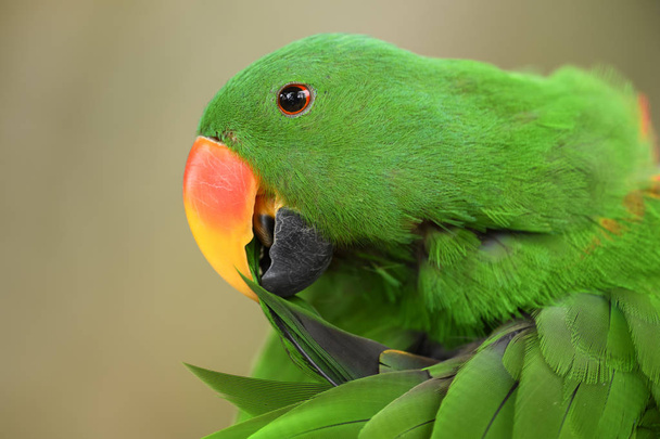 Eclectus papoušek - Eclectus roratus, krásný barevný papoušek z indonéské lesy a lesy, Nová Guinea. - Fotografie, Obrázek