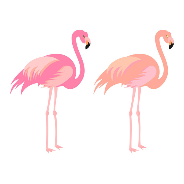 vector illustration  with flamingos, birds - Vector, Image