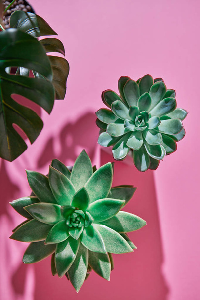 The top view composition with two evergreen succulent plants Eichveria, Monstera plant Philodendron on a pink background with shadows from plants . - Foto, Imagem