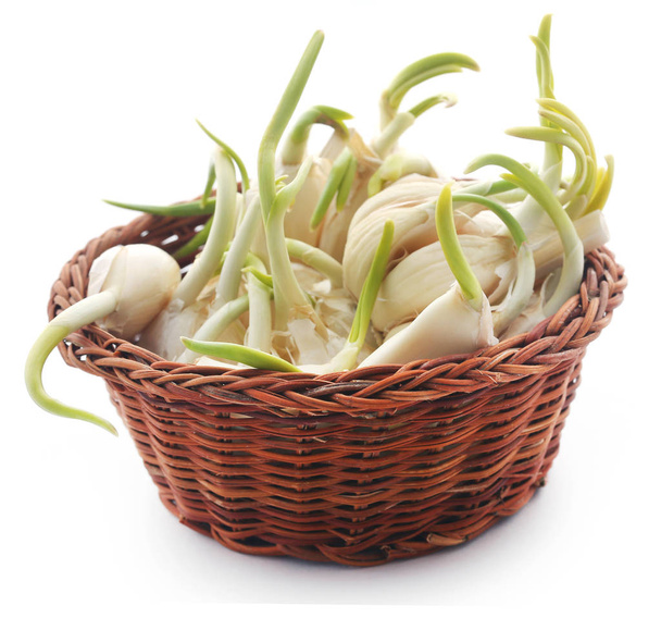 Σκόρδο φυτρωμένα πάνω από το λευκό φόντο - Φωτογραφία, εικόνα