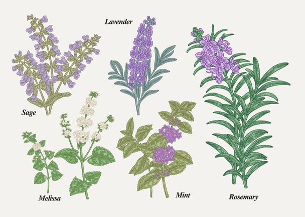 Hand drawn rosemary, pepper mint, melissa, sage, lavender and sage garden herbs with leaves and flowers. Medical plants collection. Hand drawn colored sketches. Vector illustration. - Vector, Image