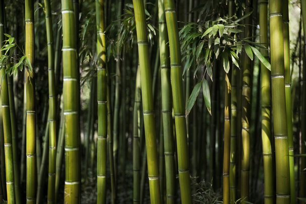 Avvicinamento di alberi di bambù nei boschi
 - Foto, immagini