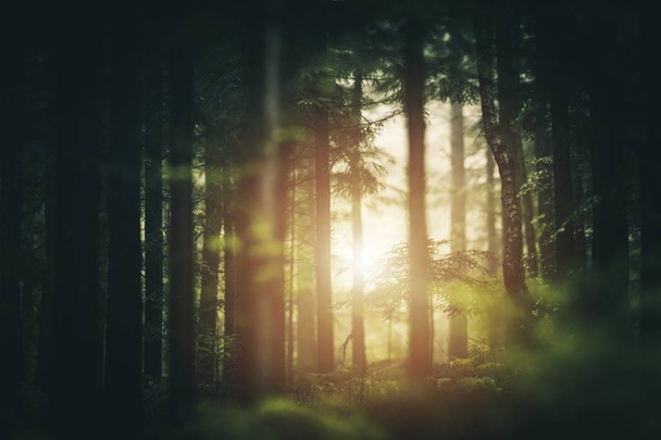 Сосновий ліс сонячне світло. Невелика глибина різкості
.  - Фото, зображення
