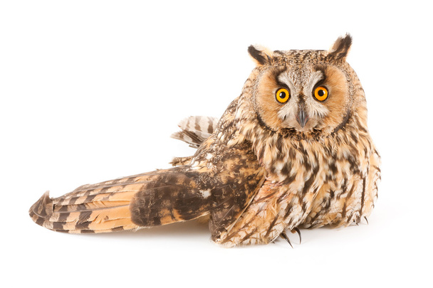 A bird with a broken wing (long-eared owl, Asio otus) - Valokuva, kuva