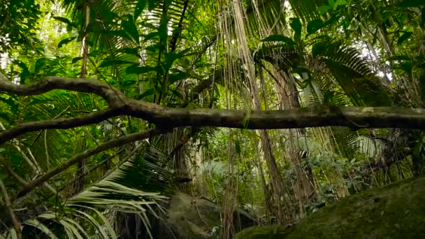 Dzsungel táj. Egzotikus ázsiai erdők. Mohos lianas és lóg az esőerdők lombkorona. Zöld természetes háttér - Felvétel, videó