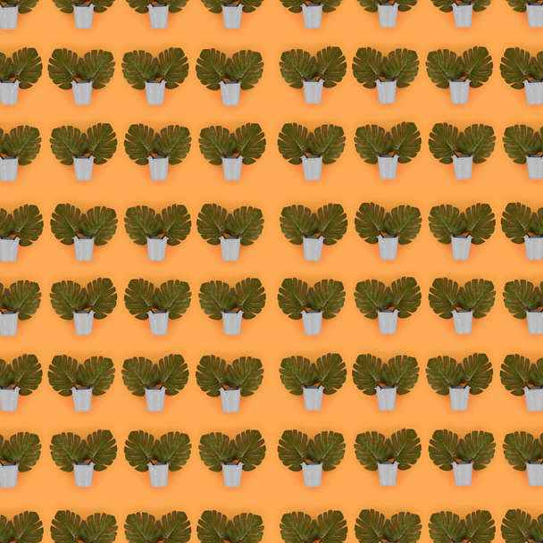 モンステラの熱帯のヤシの葉は、色付きの背景にパステルの桶であります。フラット レイアウトのトレンディな最小限のパターン。トップ ビュー - 写真・画像