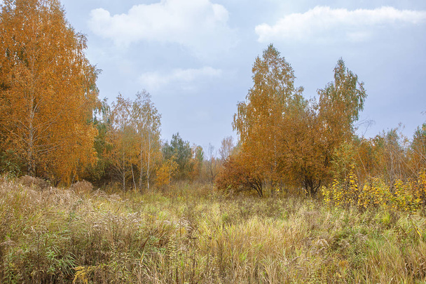 Autumn trees and faded grass landscape. Blue sky with clouds. Autumn landscape. - Fotoğraf, Görsel