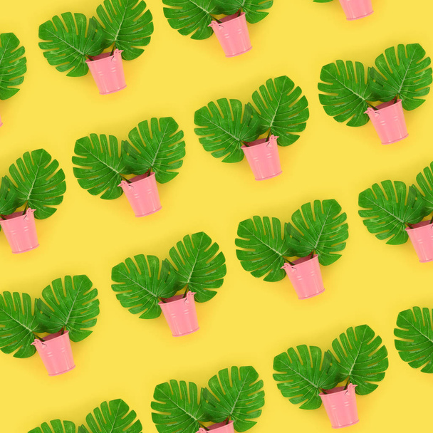 Тропические листья пальмовых монстров лежат в пастельных ведрах на цветном фоне. Плоская укладка с минимальным рисунком. Вид сверху
 - Фото, изображение