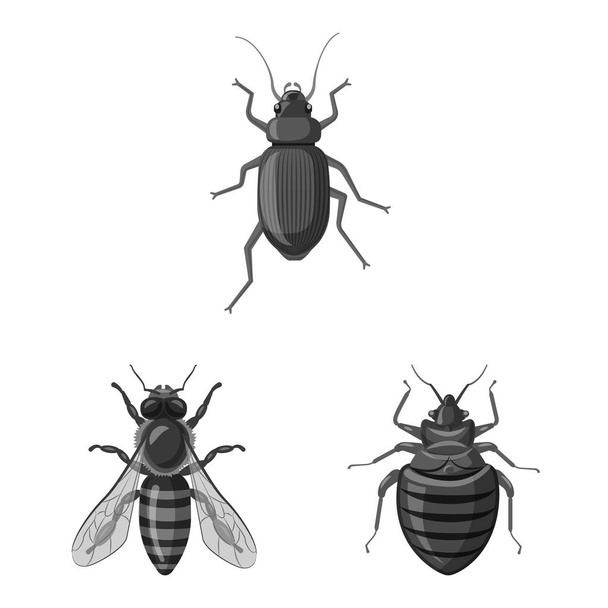 Vektoros illusztráció rovar és légy szimbólum. Rovar- és elem tőzsdei szimbólum a web gyűjteménye. - Vektor, kép
