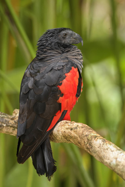 Pesquet's Parrot - Psittrichas fulgidus, Duży czarny i czerwony papuga od Nowej Gwinei puszcz i lasów. - Zdjęcie, obraz