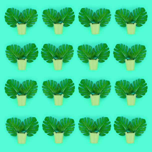 Μονστέρα φύλλα του τροπικού φοίνικα βρίσκεται σε μια παστέλ κάδοι σε έγχρωμο φόντο. Επίπεδη lay μοντέρνα minimal μοτίβο. Το Top view - Φωτογραφία, εικόνα
