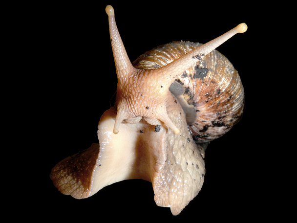 Giant African land snail - Zdjęcie, obraz