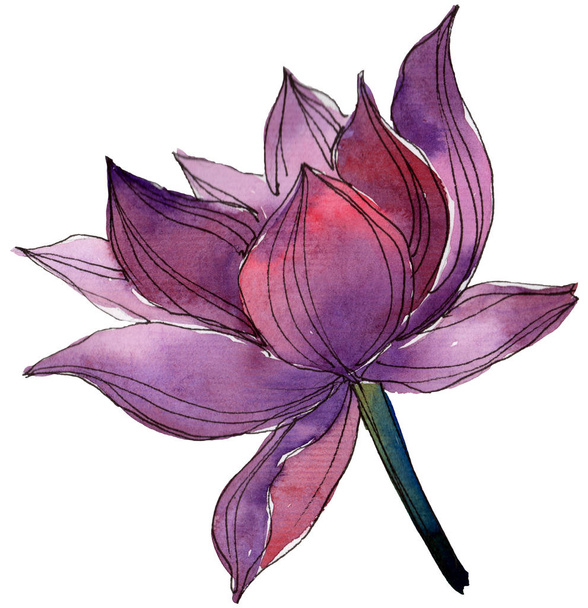Aquarell violette Lotusblume. Blütenbotanische Blume. isoliertes Illustrationselement. Aquarell-Wildblume für Hintergrund, Textur, Wickelmuster, Rahmen oder Rand. - Foto, Bild