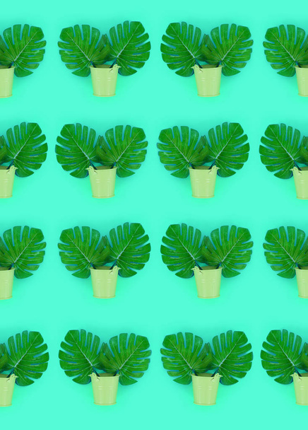 Le foglie tropicali di palma monstera giacciono in secchi pastello su uno sfondo colorato. Flat lay trendy modello minimale. Vista dall'alto
 - Foto, immagini