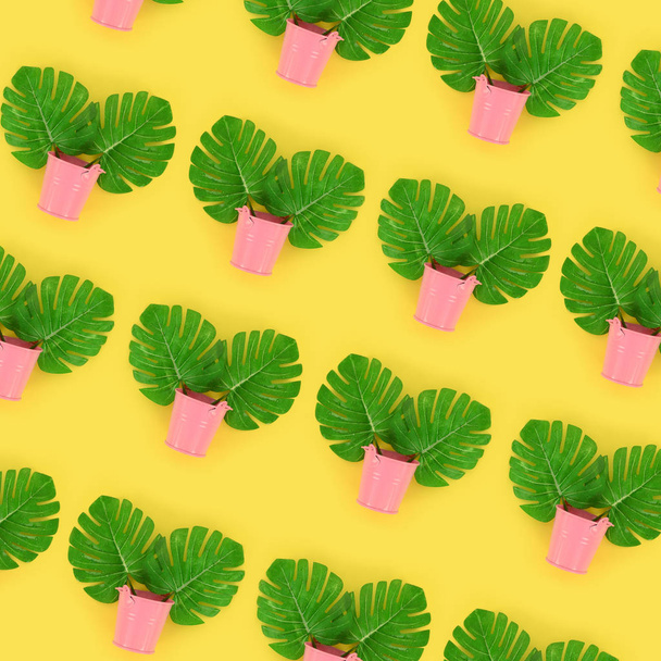 Tropical palm monstera leaves lies in a pastel pails on a colored background. Flat lay trendy minimal pattern. Top view - Photo, Image