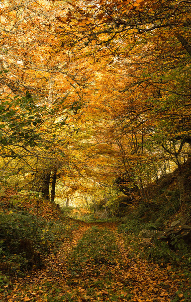 Hiking during the autumn through the beech forest of the Monastery of Hermo, Asturias, Spain. - Foto, afbeelding