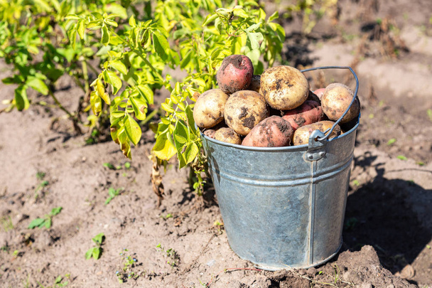 Organicznych ziemniaków w metalowym wiadrze o ogród warzywny - Zdjęcie, obraz