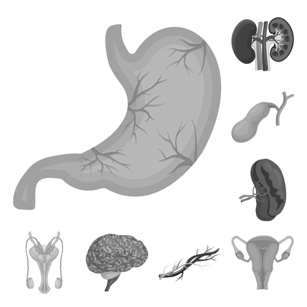 Vector illustration of body and human logo. Set of body and medical stock symbol for web. - Vektor, obrázek