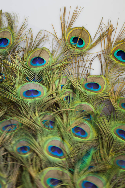 peacock feathers on white background - Photo, Image