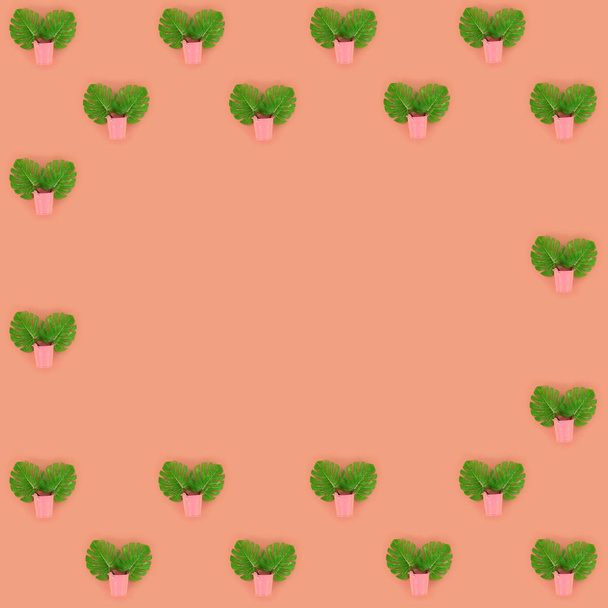 Tropical palm monstera leaves lies in a pastel pails on a colored background. Flat lay trendy minimal pattern. Top view - Valokuva, kuva