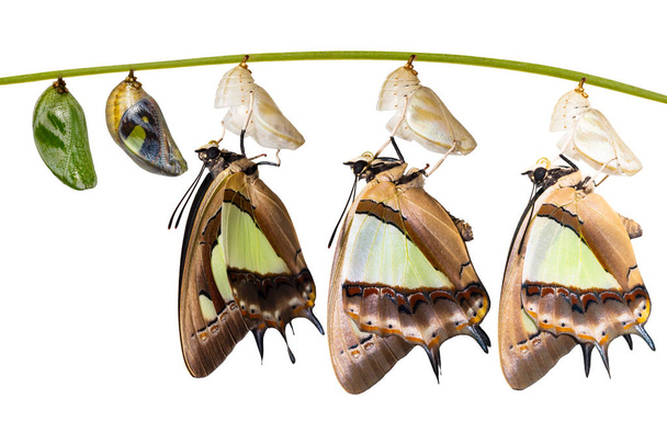 Geïsoleerde transformatie en levenscyclus van gemeenschappelijke nawab vlinder (Polyura athamas) van caterpillar chrysalis opknoping op takje, metamorfose, groei met uitknippad - Foto, afbeelding
