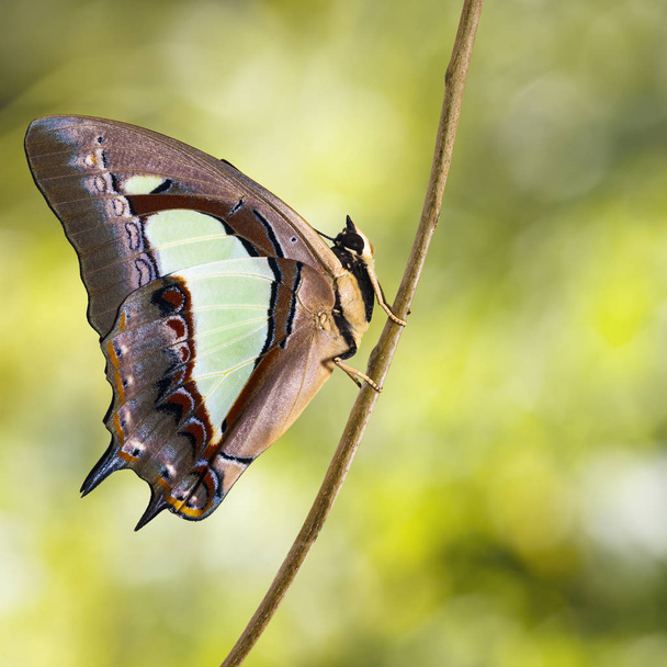 Обыкновенная наваб-бабочка (Polyura athamas) появилась из-за хризалиса, метаморфозы, роста, висящего на веточке
 - Фото, изображение
