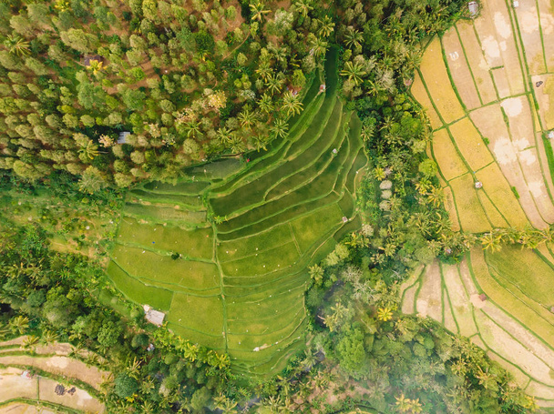 Rice fields in Bali island. Aerial view with terraces and palms - Fotó, kép
